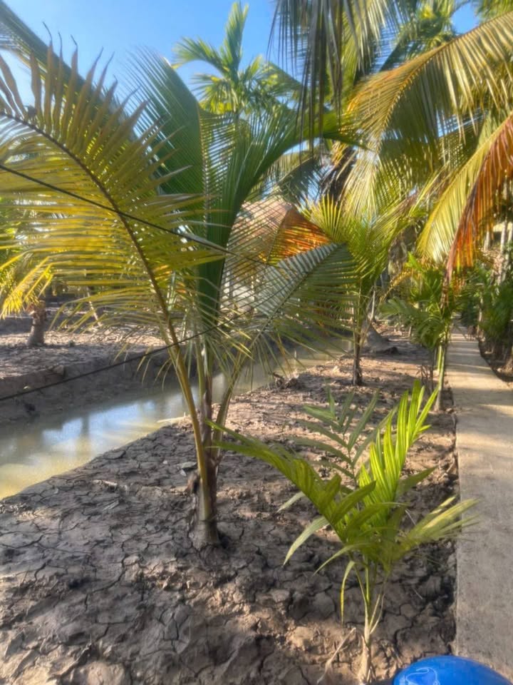 Bán đất vườn Phú Hưng Bến Tre 1000m² giá 500 triệu - Nghỉ dưỡng lý tưởng!