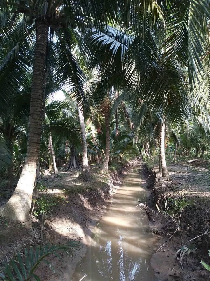 Đất vườn dừa Châu Hòa 5.400m² giá 350 triệu/công - Nghỉ dưỡng lý tưởng!