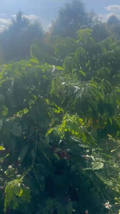 Đất vườn 4.5ha AL Bá, Chư Sê - Đầu tư dài hạn, sinh lời vượt trội!