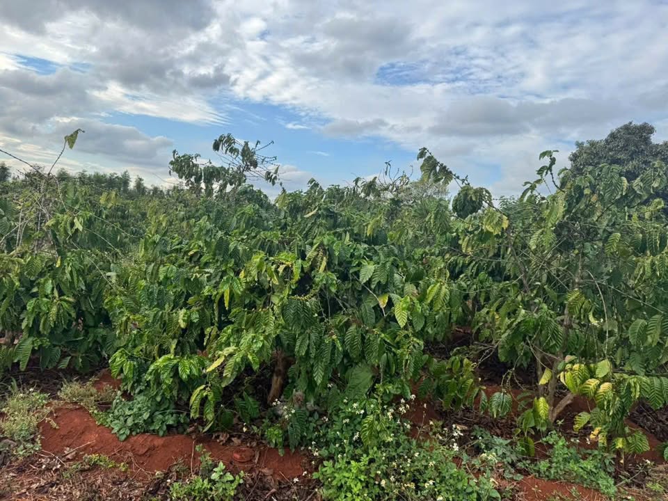 Đất Vườn Ia Blang, Chư Sê 15000m² - Cơ hội đầu tư dài hạn!