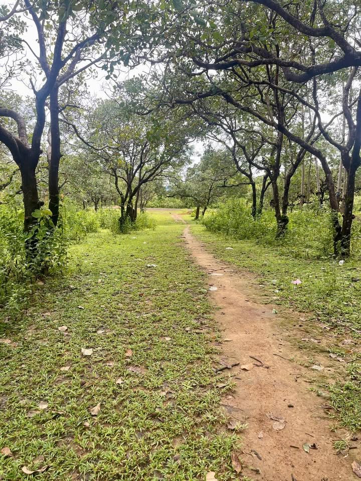 Đất Vườn Ia Kla 25.000m² view ruộng - Giá đầu tư tốt!