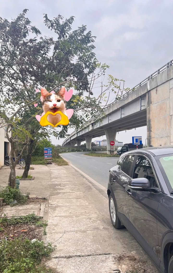 Đất nền Đông Thanh TP Thanh Hóa 334m² 2.5 tỷ - Sổ đỏ chính chủ