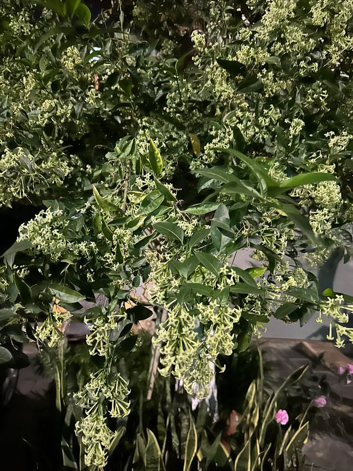 Đất nền KĐT Bách Việt Dĩnh Kế 80m² 4 tỷ - Hạ tầng hoàn thiện