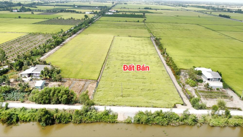 Đất Lúa Mặt Sông Bo Bo - Thủ Thừa, Long An - 11850m² - Sổ Hồng