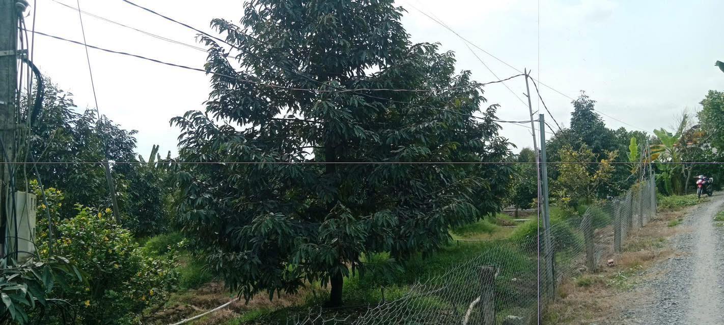 Đất vườn sầu riêng Cai Lậy 3000m² giá 2.1 tỷ - Đầu tư dài hạn!