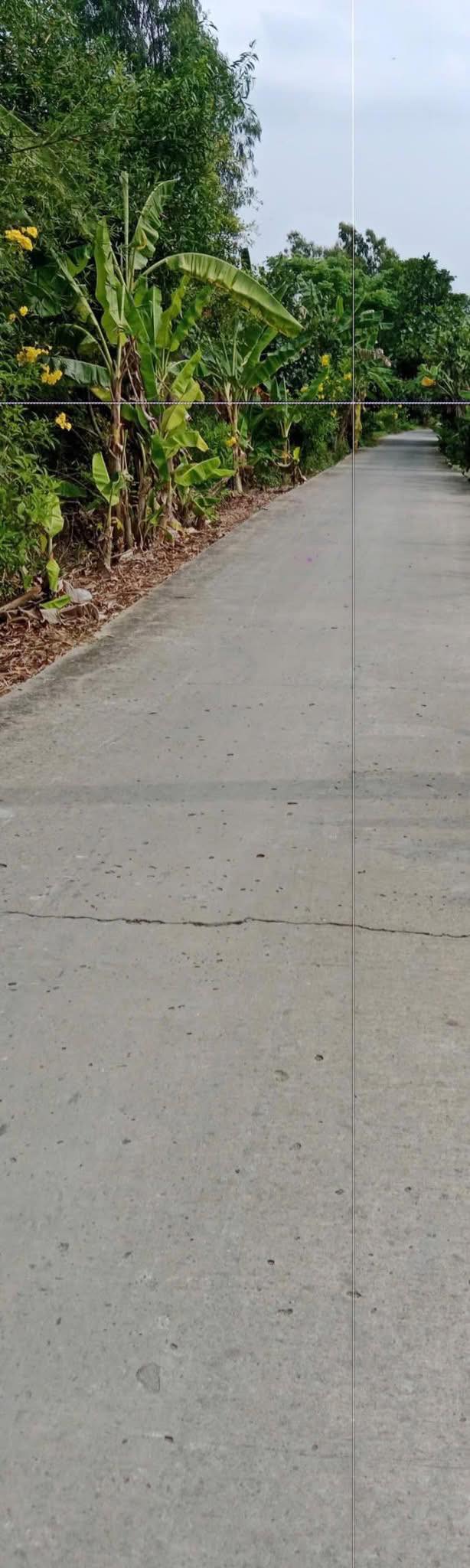 Đất nền Xã Phú Cường Cai Lậy 50.000m² - Sổ đỏ chính chủ, ô tô tới đất!