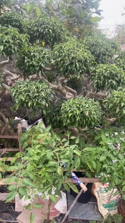 Lô Đất Nền Xóm Xuân Hoành, Giao Thủy 129m² - Tiềm năng tăng giá vượt trội!