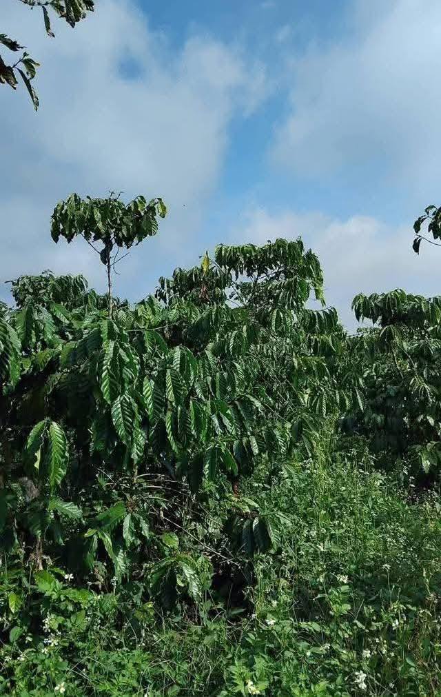 Bán Đất Vườn 7.6 Sào Lộc Ngãi, Bảo Lâm - Sổ Hồng Riêng, Gần QL 28