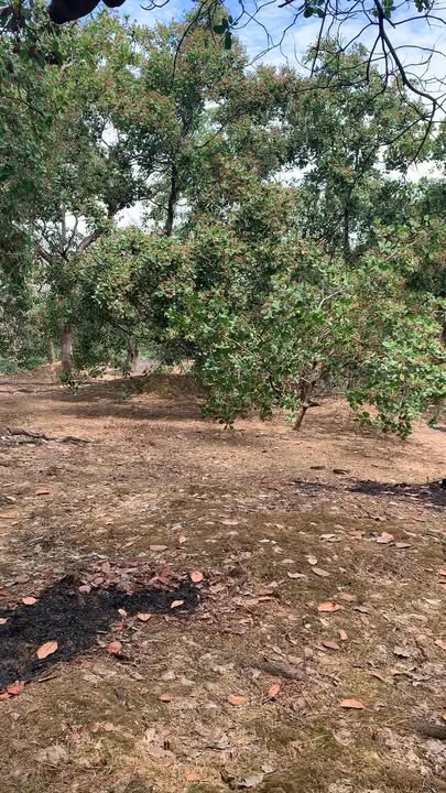 Bán đất vườn Phú Trung Phú Riềng 2.4ha giá 2.4 tỷ - Đầu tư dài hạn!