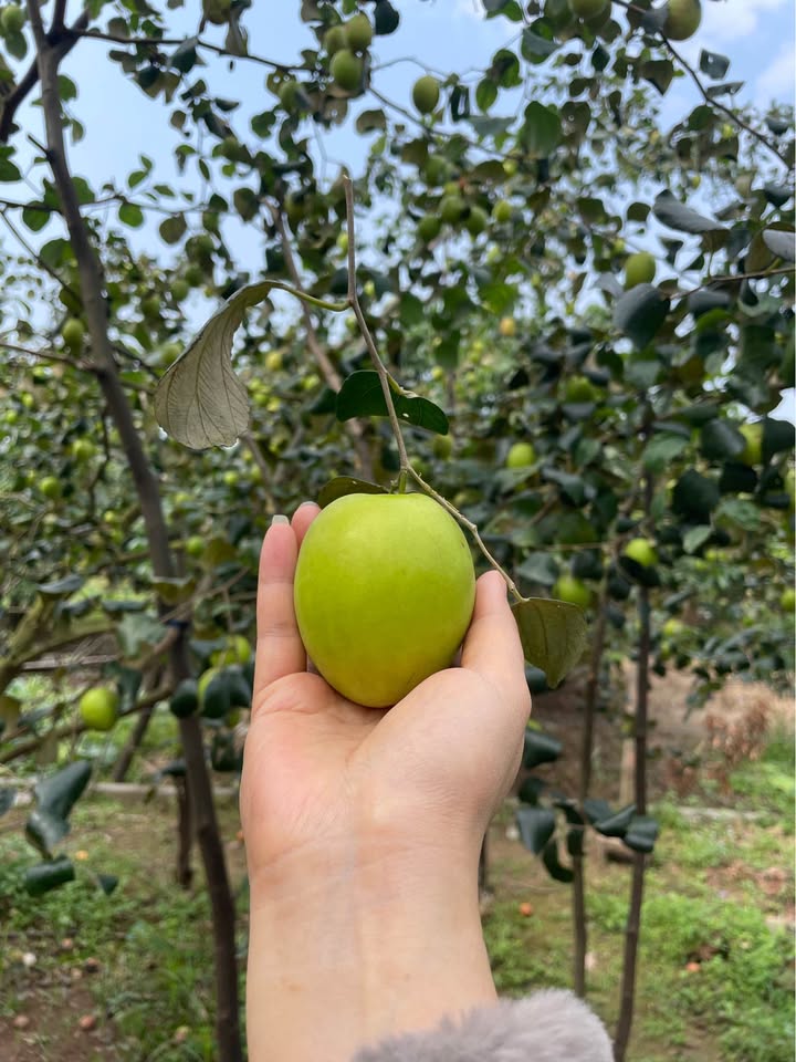 Đất nền Tổ 9, P. Quyết Thắng, TP. Sơn La 150m² - Ô tô vào tận đất!