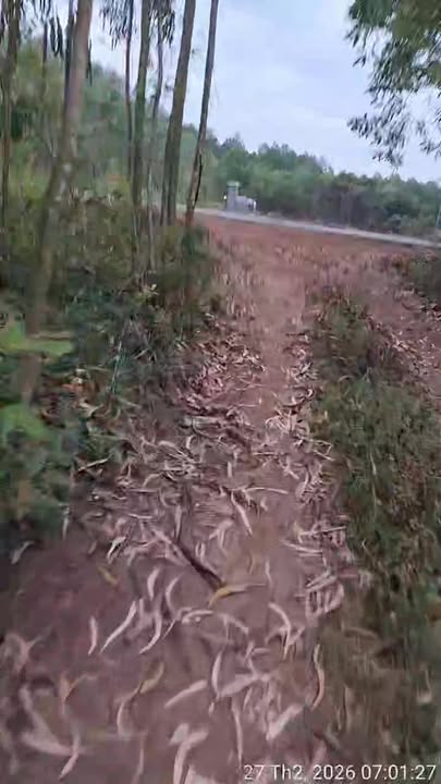 Đất vườn Bình Hòa 1855m² giá 289 triệu - Sổ hồng chính chủ