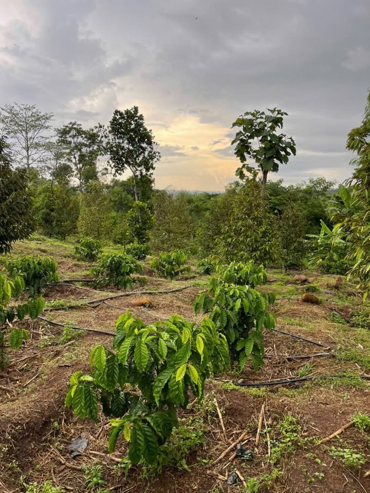 Đất vườn Quảng Hiệp 4600m² chỉ 1.288 tỷ - Đầu tư dài hạn, sinh lời bền vững!