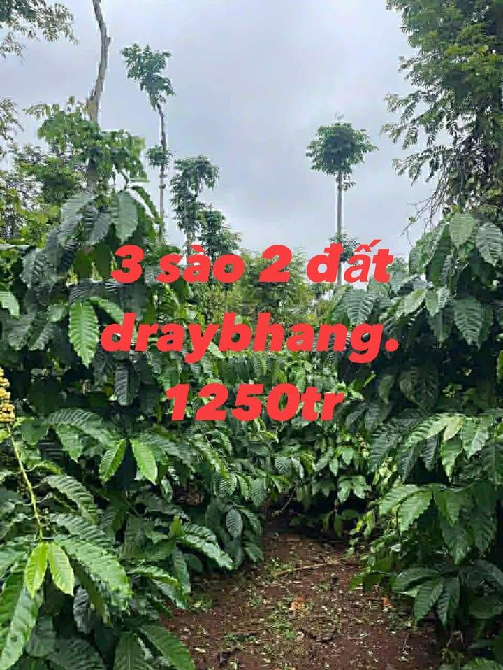 Bán Đất Nền Dray Bhăng Cư Kuin 3200m² - Sổ Đỏ, Mặt Tiền Rộng, Thu Nhập Ổn Định