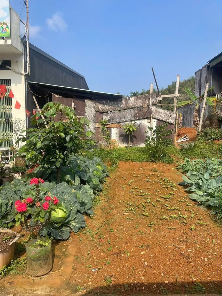 Đất nền Thành phố Lào Cai 125m² - Xây dựng tự do, sổ đỏ chính chủ!