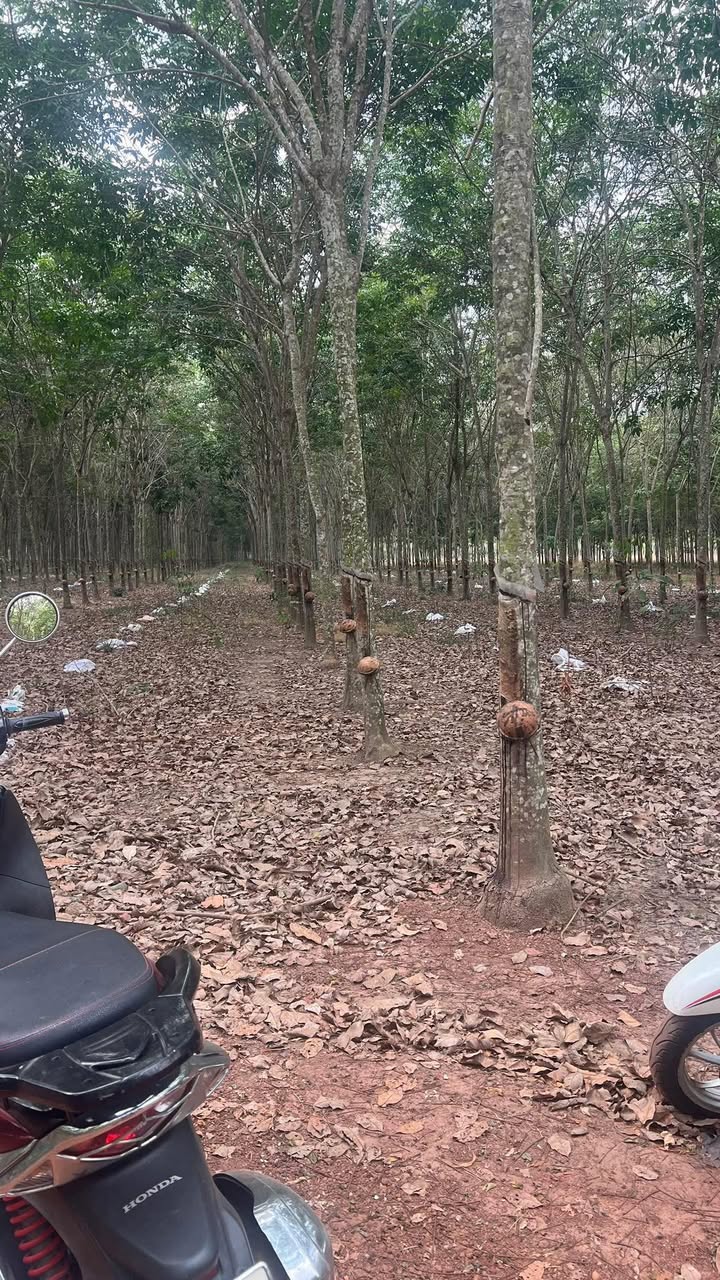 Bán Đất Vĩnh Hòa Phú Giáo 15.000m² - Giá 9 Tỷ, Sẵn Sổ Hồng