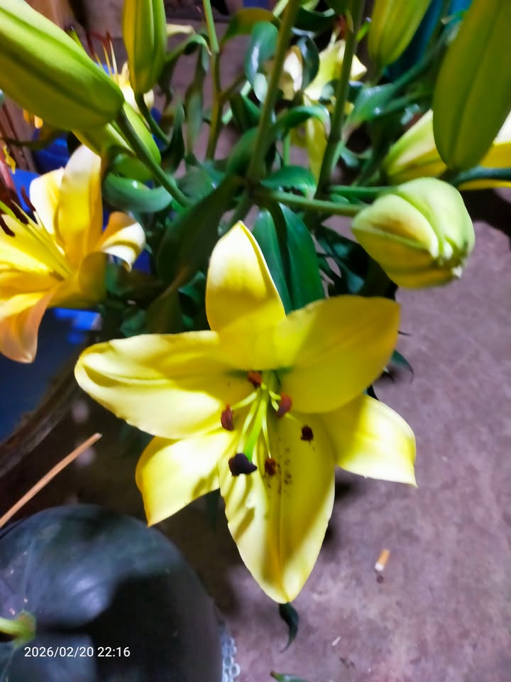 Nhà Cấp 4 Phường An Lạc A, Bình Tân - 48m² Giá 2 Triệu/Tháng