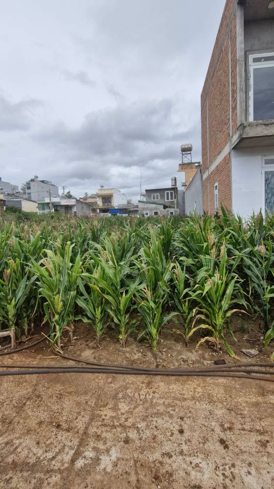 Đất Nền Đức Trọng 140m² - Trung Tâm Liên Nghĩa, Sổ Đỏ Sẵn Sàng