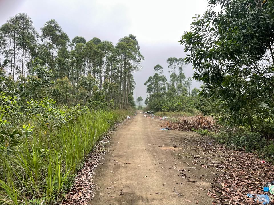 Bán Đất Biệt Thự Phú Thọ 262m² Full Thổ Cư, Giá 9xx Triệu