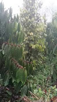 Bán Rẫy 7000m² Đắk Mil - Sổ Sẵn, Giá 1.9 Tỷ, Đường Bê Tông