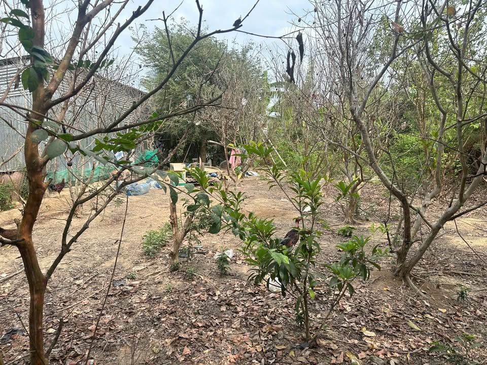 Đất Thổ Cư Gò Công Đông 225m² Sổ Hồng Sẵn - Giá Đầu Tư 520 Triệu