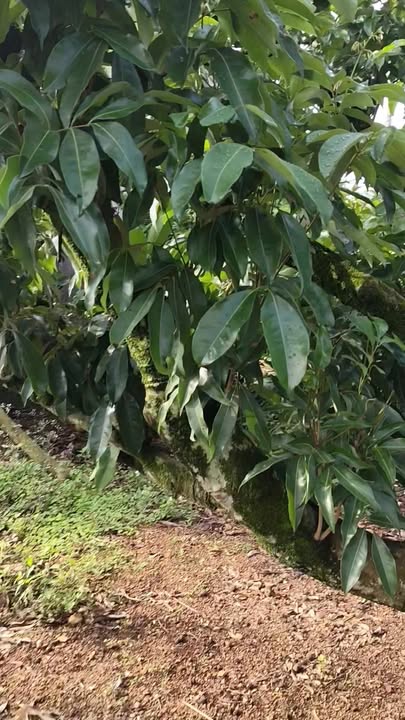 Bán Gấp Nhà Vườn Bắc Ninh 6600m² - Sổ Hồng Sẵn, Vườn Vải Trĩu Quả