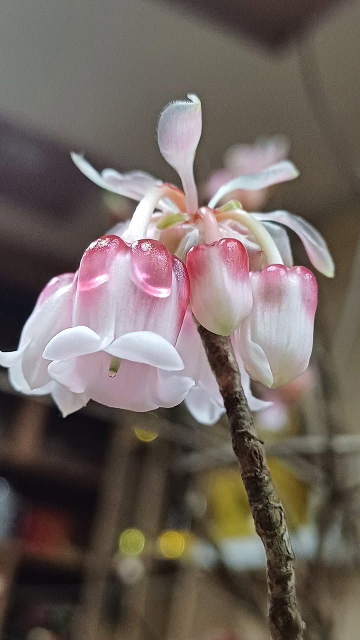 Chung cư Aqua Park Bắc Giang: Căn hộ 2PN 75m² tầng cao, view đẹp, sẵn đồ