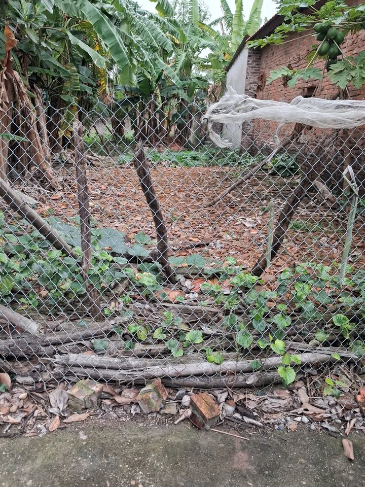 Đất nền Ninh Xá, Thuận Thành 90m² - Đón sóng Vành đai 4!