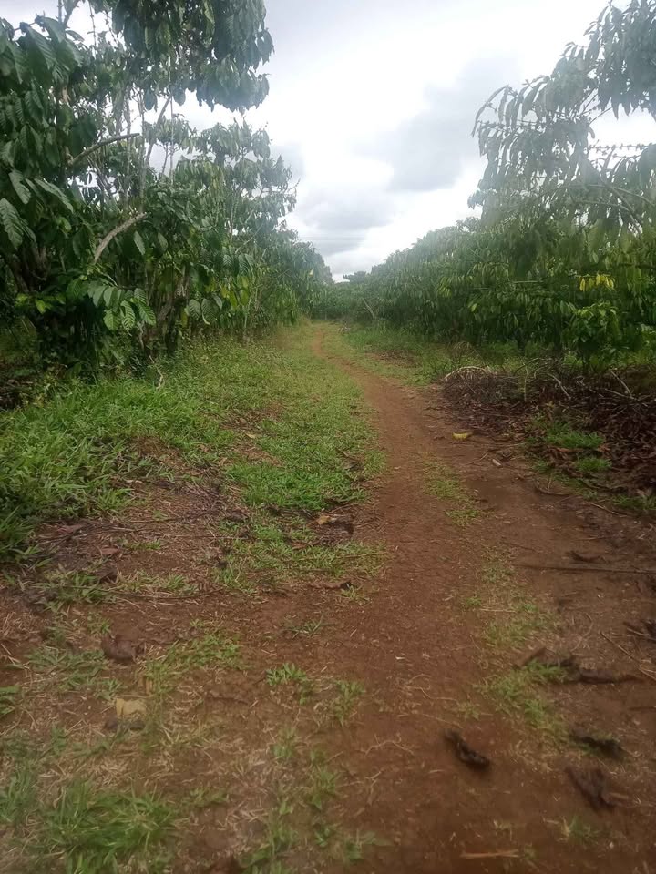 Bán Đất Vườn Cafe Phường 1 Bảo Lộc 6100m² - Đầu Tư Dài Hạn