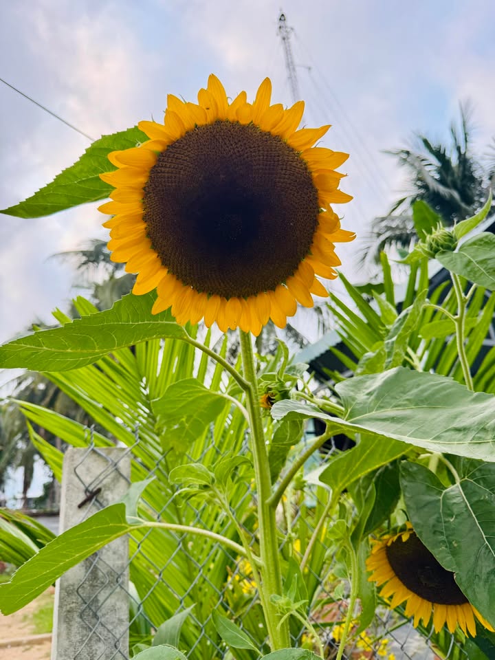 Đất Nền 186m² Đường Trương Vĩnh Ký, Hoài Nhơn - Sổ Đỏ Rõ Ràng