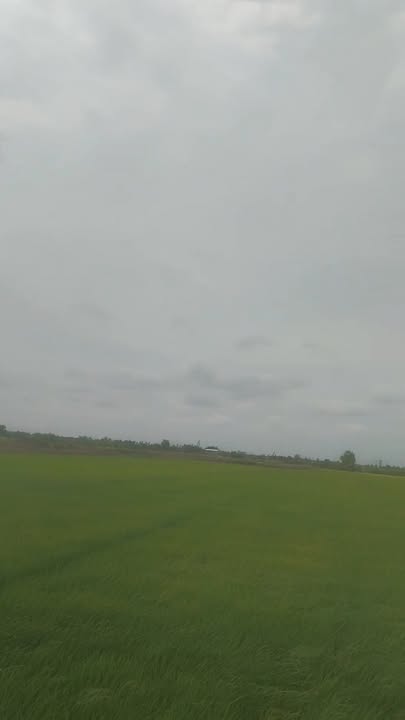 Bán Gấp Đất Vườn 3000m² Xã Yên Luông, Tiền Giang - Giá Đầu Tư 1.2 Tỷ