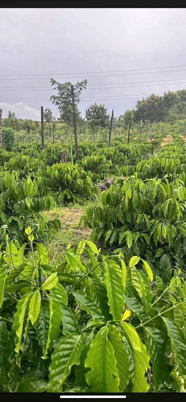 Đất nền Quảng Hiệp, Cư M'gar 3.24ha - Tiềm năng tăng giá!