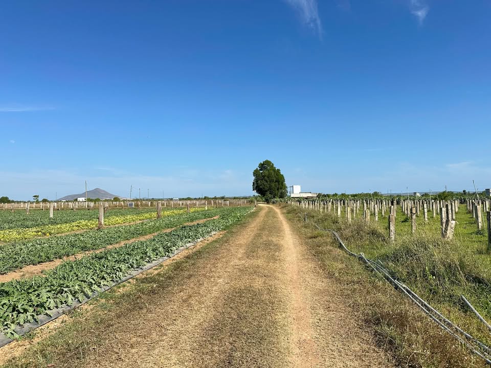 Đất nền 3000m² Thôn 6 Hàm Chính, Hàm Thuận Bắc - Sổ đỏ chính chủ!