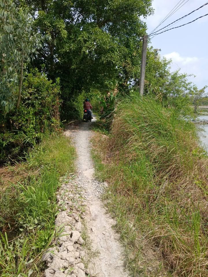 Đất Vườn Đồng Tháp 1403m² - Giá Đầu Tư 380 Triệu