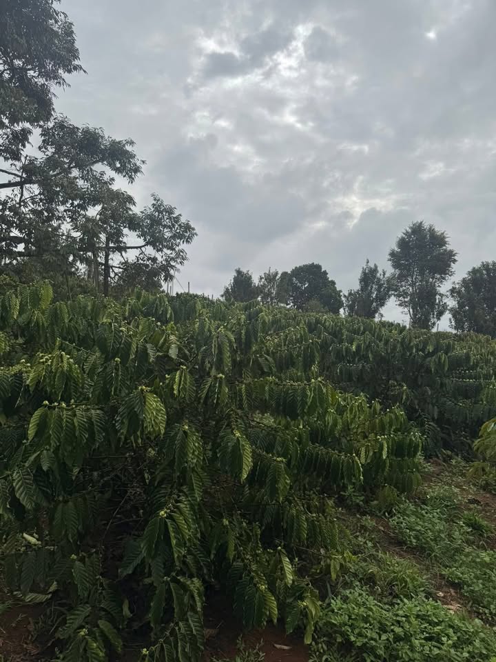 Nhà 400m² Xã Thuận Hạnh, Đắk Song - Kinh doanh tốt, 2.1 tỷ