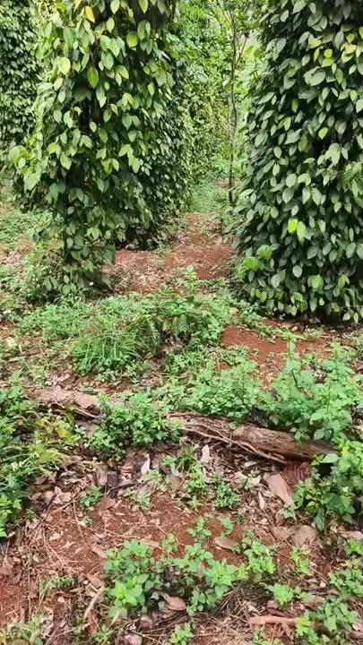 Đất Farm Đắk Nông 1.3ha - Sổ hồng rõ ràng, tiềm năng tăng giá!