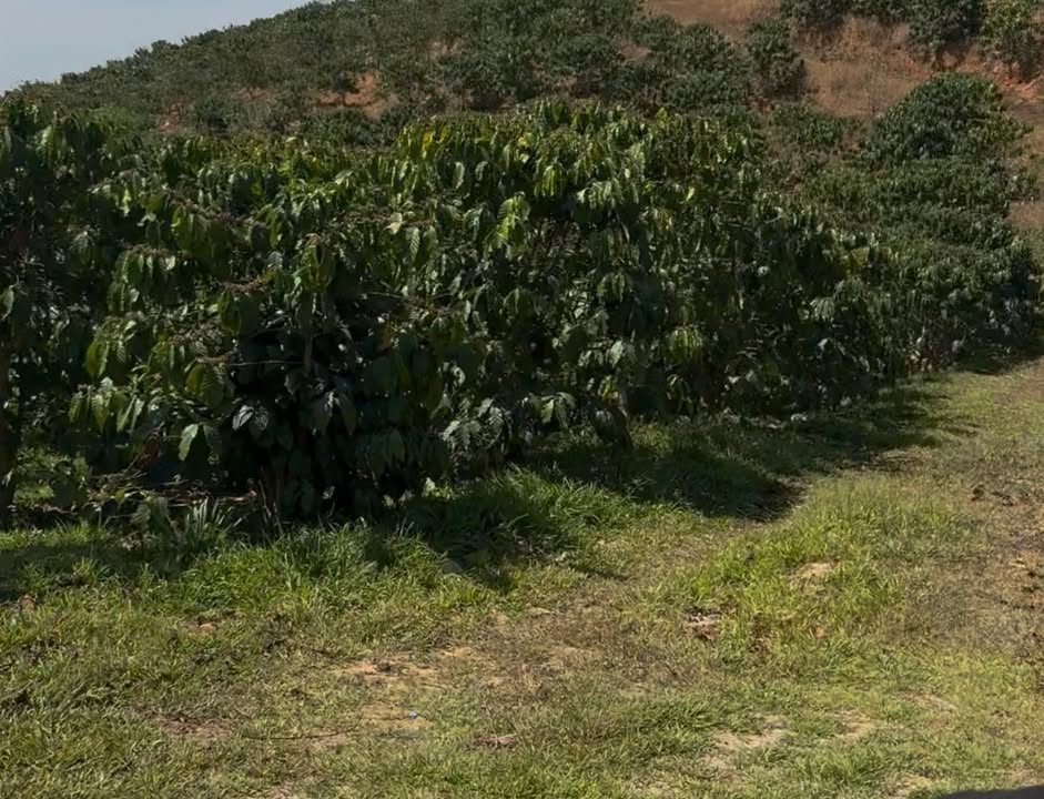 Đất nền Tân Thanh Lâm Hà 1.6ha - Sổ đỏ chính chủ, tiềm năng lớn!