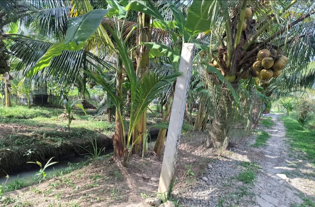 Đất Vườn Dừa Bến Tre 500m² - Giá 330 Triệu - Lộc Phát