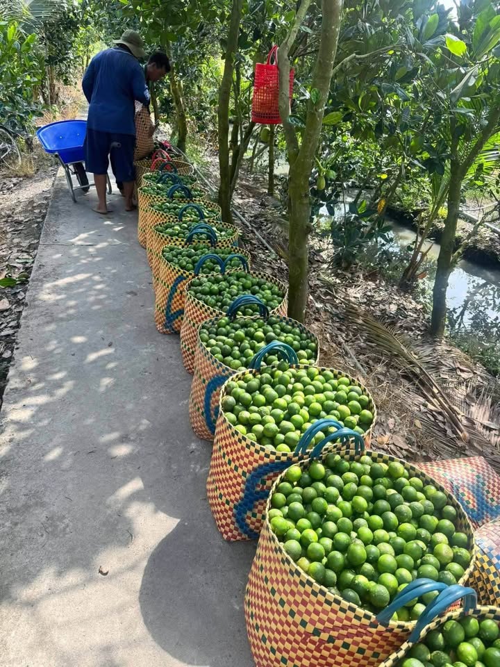 Đất Vườn Xã Mỹ Long, Cao Lãnh 36.000m² - Cơ Hội Đầu Tư Dài Hạn!