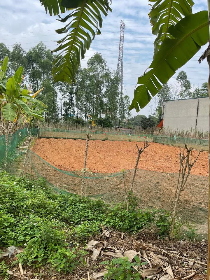 Bán Đất Nền 106m² Việt Trì - 2 Mặt Tiền, Sổ Đỏ Full Thổ Cư