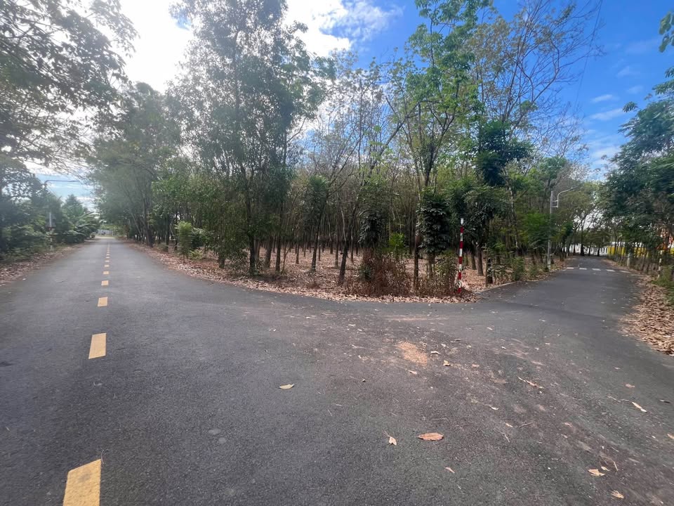 Đất nền Chánh Phú Hòa Bến Cát 217m² - Tiềm năng tăng giá vượt trội!