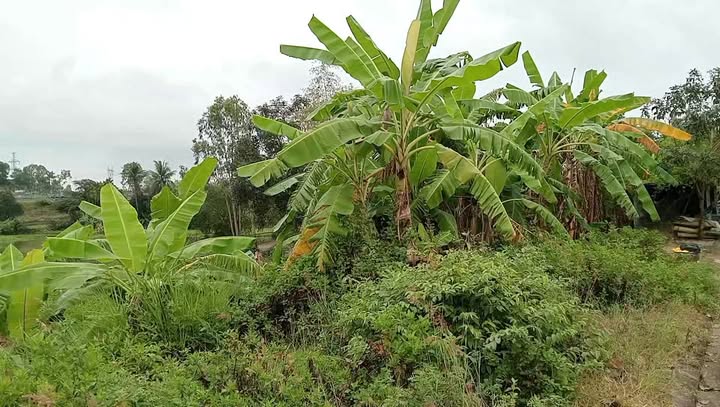 Đất Nền Hòa Vang 150m² - Hướng Đông Nam, View Hồ, Giá 2 Tỷ