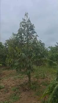 Đất vườn Ea H'đing, Cư M'gar 1ha giá 6.1 tỷ - Đầu tư dài hạn!