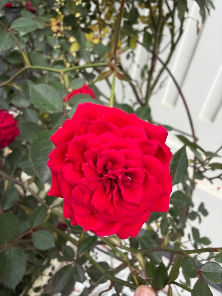 Nhà Mặt Phố Ngô Quyền, Hải Phòng - 800m², Kinh Doanh Đỉnh Cao