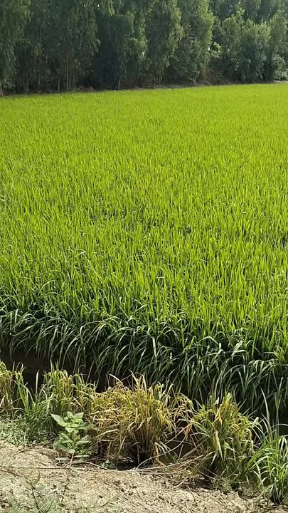 Đất nền Hậu Giang 8800m² Xã Vĩnh Châu A - Pháp lý rõ ràng, view sông lớn!