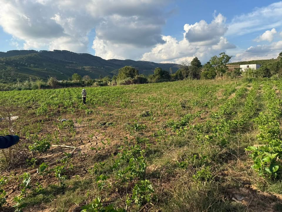 Bán Đất Vườn 720m² Sổ Đỏ Tại Xã Tân Bình, La Gi - Giá 550 Triệu