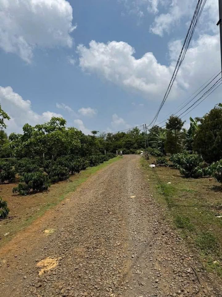 Bán Đất Thổ Cư 1500m² Hẻm Lạc Long Quân, Bảo Lâm - Giá 3.2 Tỷ