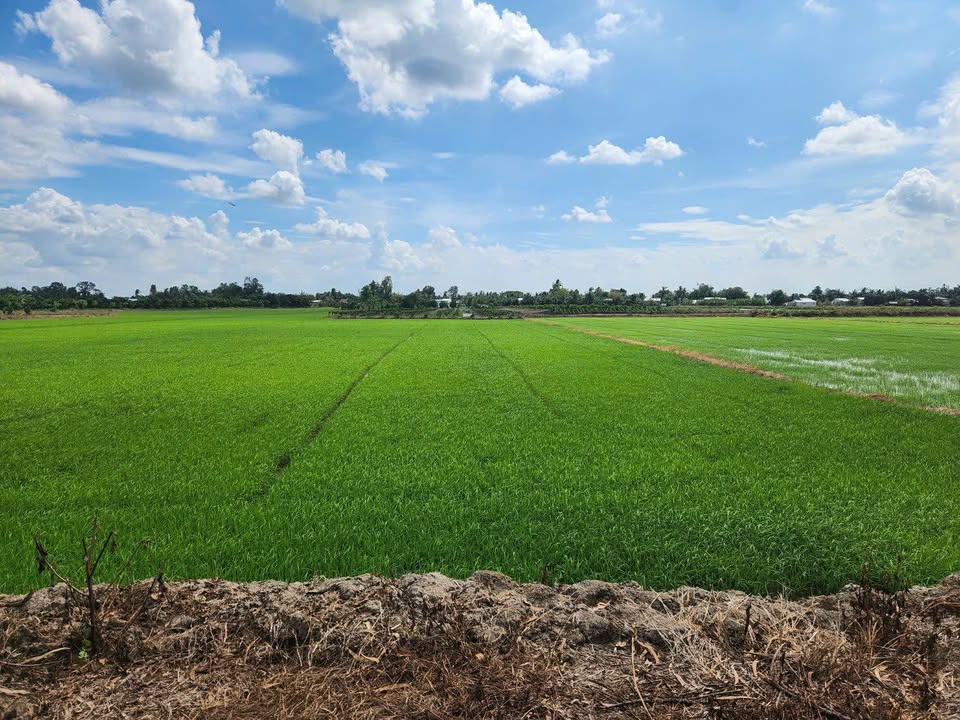 Đất Ruộng Thới Lai Cần Thơ 6150m² Chỉ 984 Triệu - Giá Đầu Tư Tốt