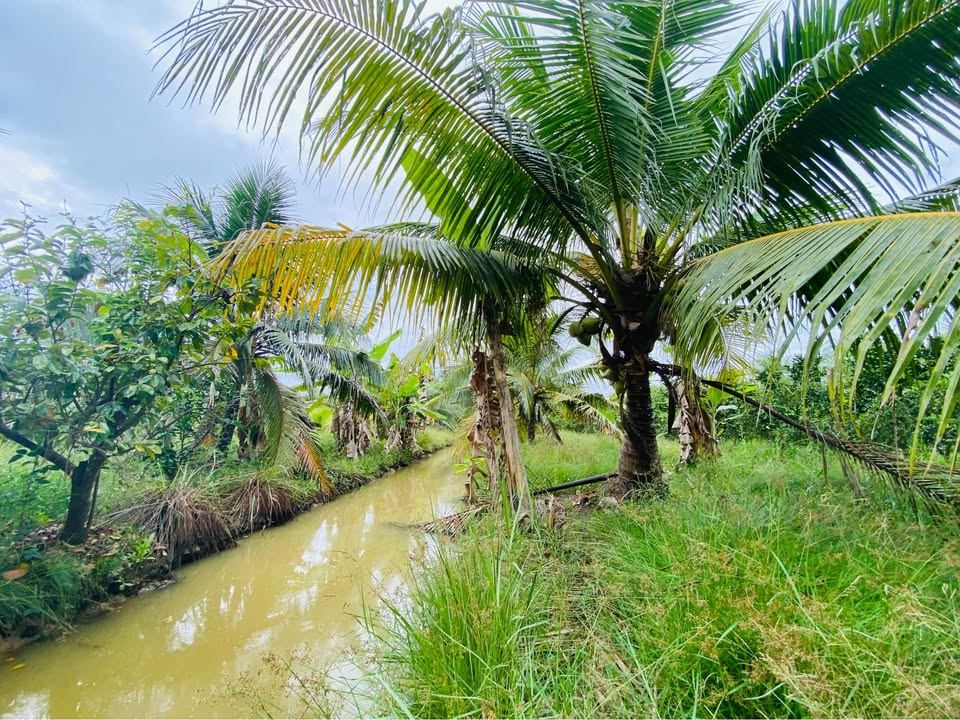 Đất nền 1050m² Phú Tân Bến Tre - Tiềm năng tăng giá vượt trội!