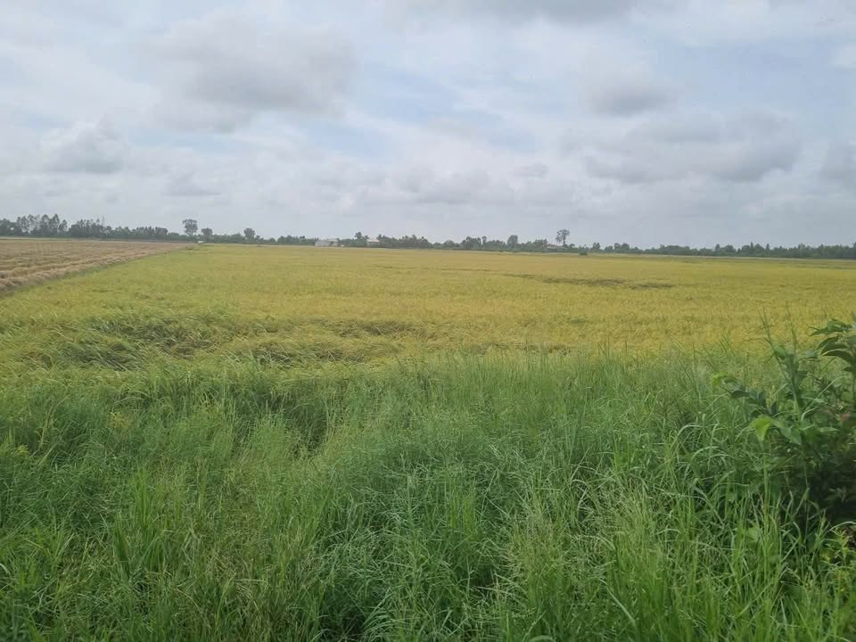 Đất nền Long An 5807m² - Sổ hồng sẵn, ô tô vào tận nơi!