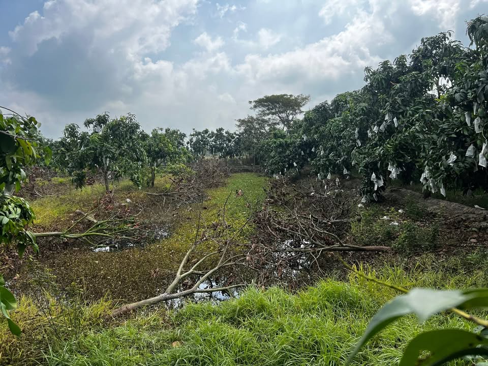 Đất Vườn Tháp Mười, Đồng Tháp 1600m² - Sinh thái xanh, thu hoạch ngay!